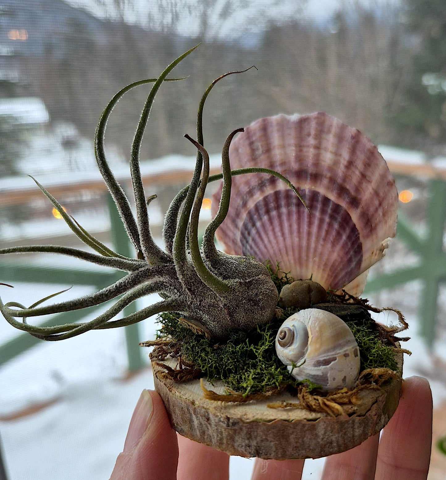 Jardin des Brumes - Rivage VI