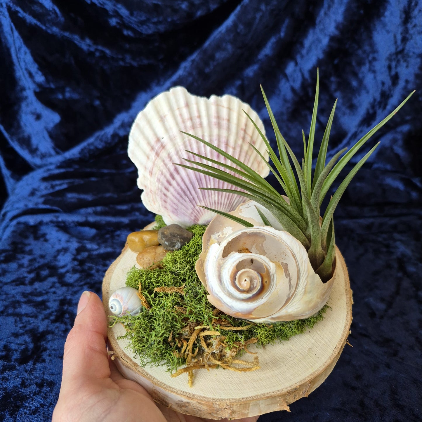 Jardin des Brumes - Rivage I