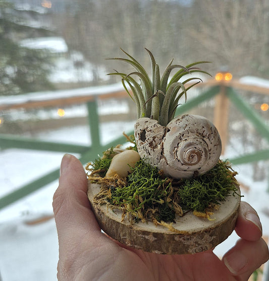 Jardin des Brumes - Rivage VII