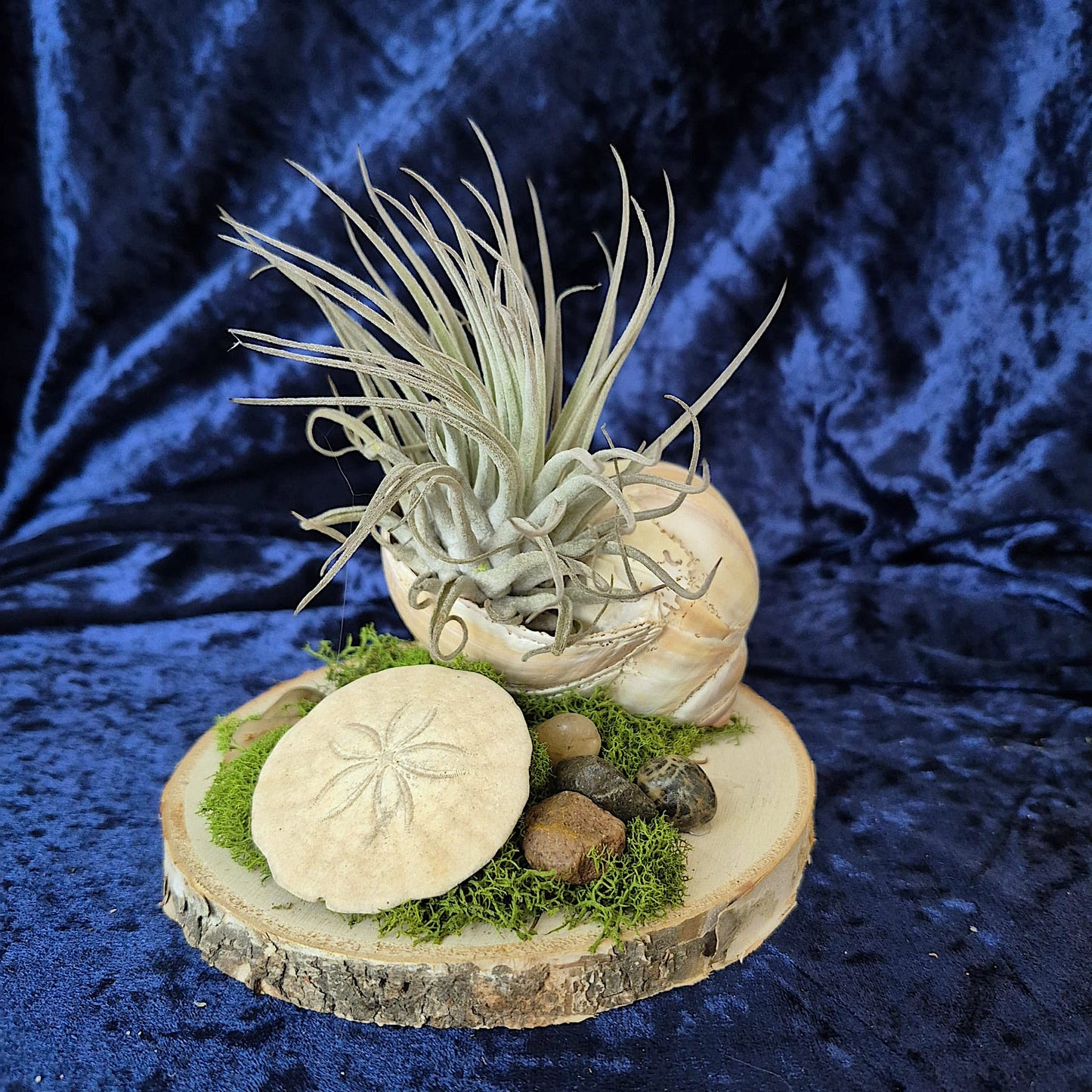 Jardin des Brumes - Rivage IV