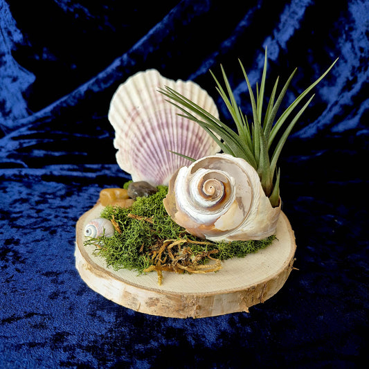 Jardin des Brumes - Rivage I