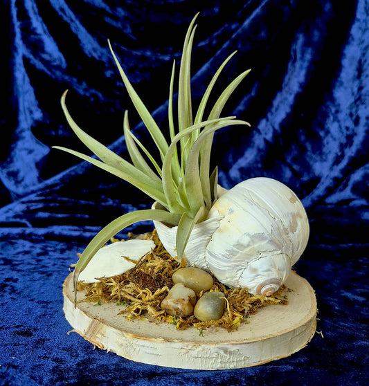 Jardin des Brumes - Rivage II