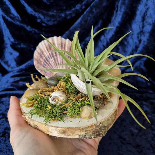 Jardin des Brumes - Rivage III