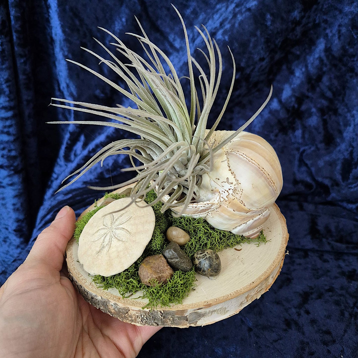 Jardin des Brumes - Rivage IV